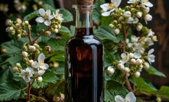 Искусство приготовления настойки из почек черной смородины